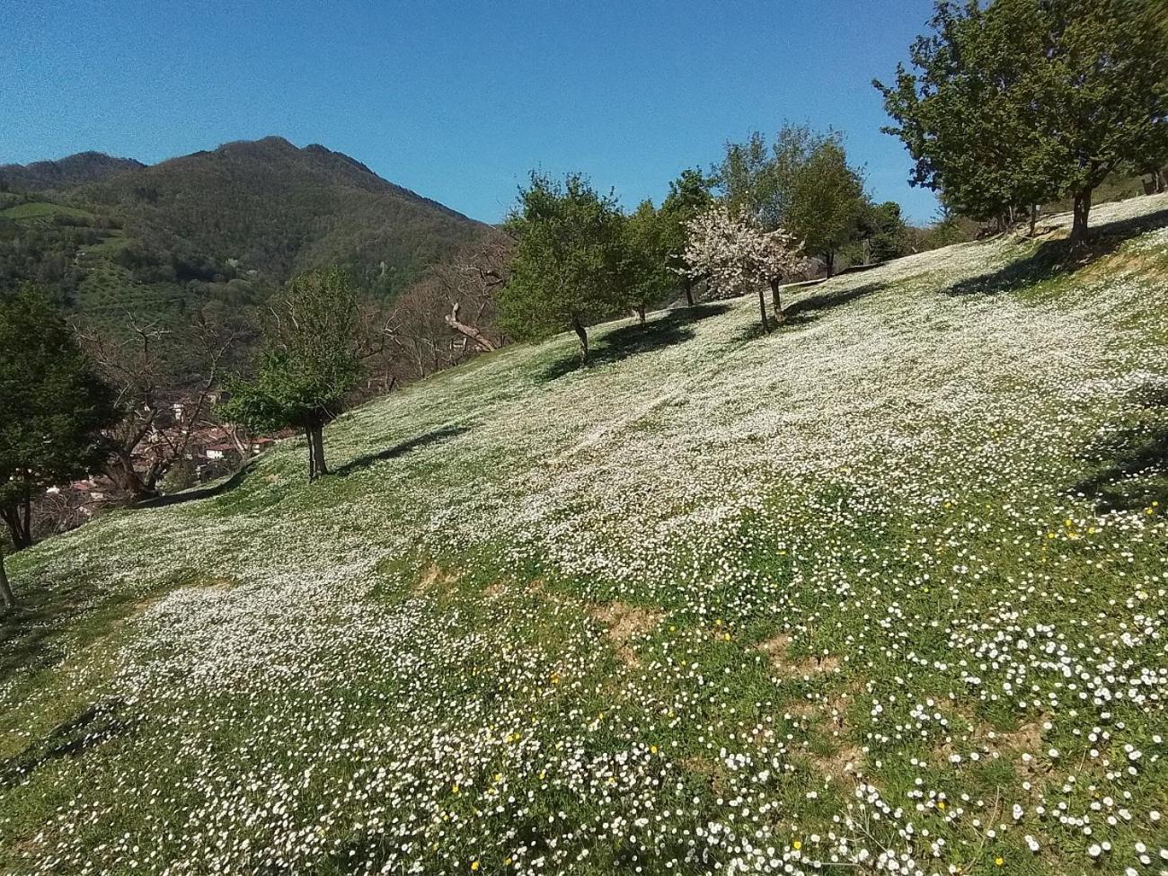 Casa Vacanze Podere Ugolini Ronta Exteriör bild